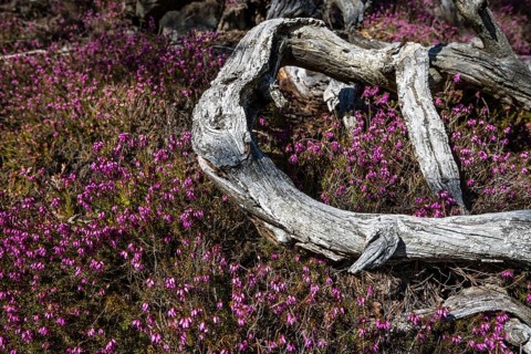 Flowering snow heather