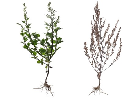 Common Mugwort