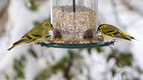 Eurasian siskins