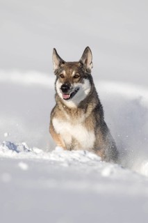 Shepherd dog mixed-breed playing in deep snow