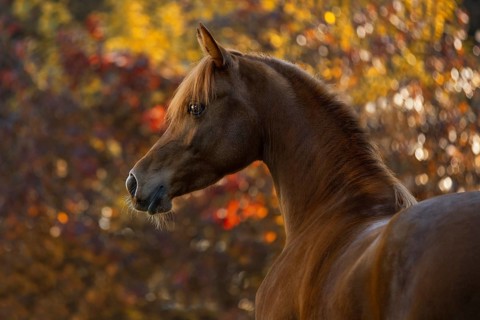 Young thoroughbred arabian mare in autumn portrait