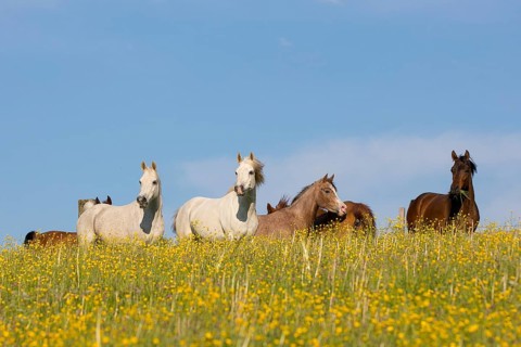 Thoroughbred Arabian mare herd on the blooming meadow