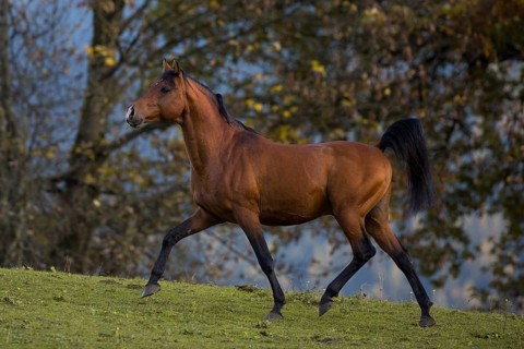 Brown thoroughbred arabian stallion in front of autumnal scenery