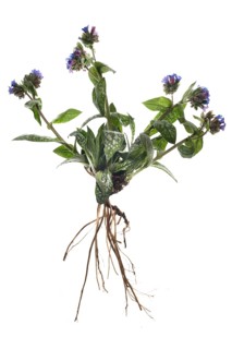 Common lungwort