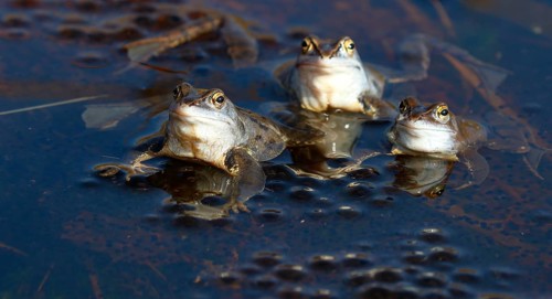 Moor frogs