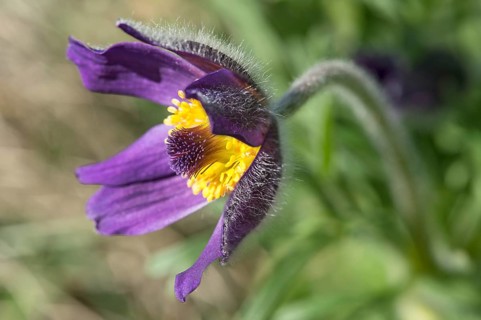 Mountain Anemone