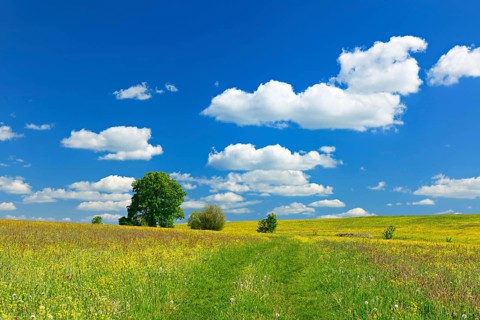 Wildflower meadow with solitary oak in spring
