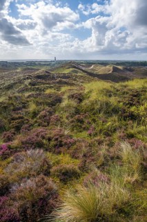 Heath landscape