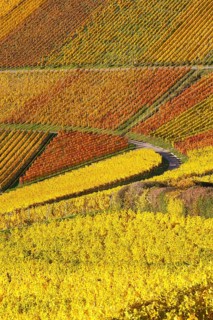 Vineyards wine in autumn colorful leaves colorful nature season in Stuttgart