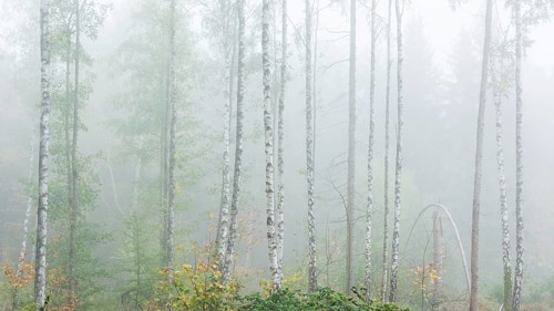 Natural birch forest with dense fog