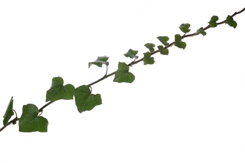 Ivy vine