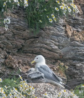 Kittiwake