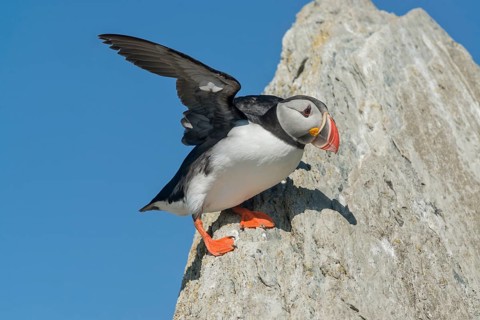 Puffin