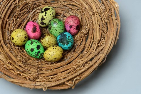 Colored quail eggs in nest