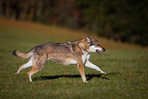 Shepherd dog mixed-breed