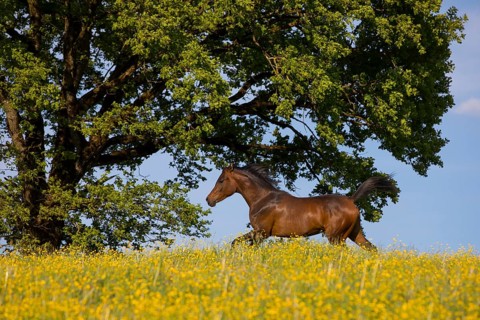 Young thoroughbred Arabian mare gallops over the flower meadow