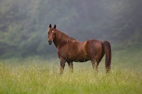 Thoroughbred Arabian gelding chestnut on pasture