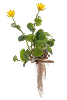 Lesser celandine