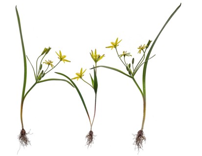 Yellow stars-of-Bethlehem