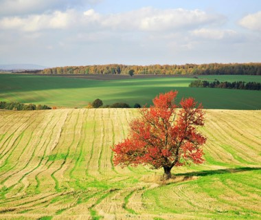 Cherry tree in full autumn colour on harvested field