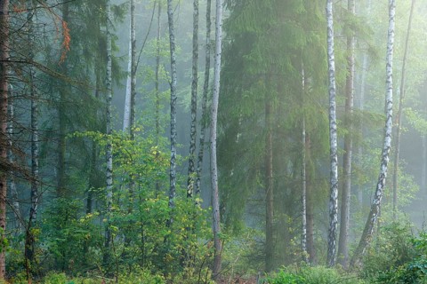 Natural mixed forest with dense fog