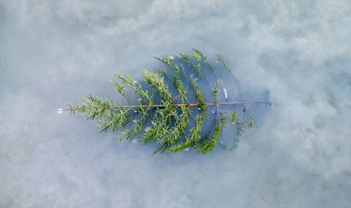 Christmas has fallen water