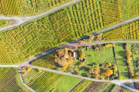 Vineyards wine in autumn nature season aerial view from above in Stuttgart