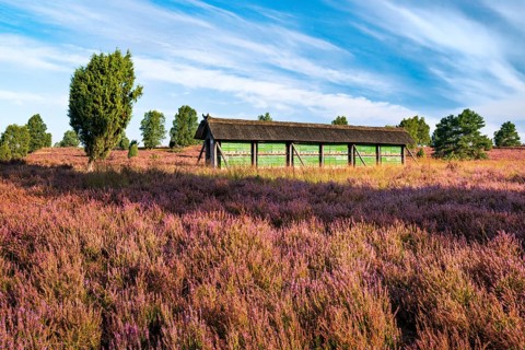 Typical landscape of the Lueneburger Heide with blooming heather