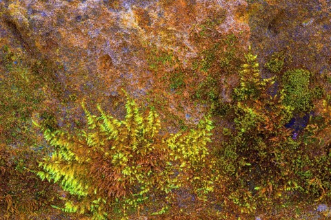 Mossy sand-lime brick