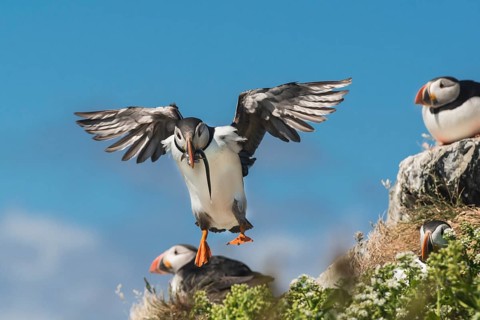 Puffin