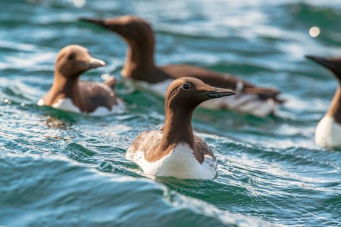 Common Common guillemot