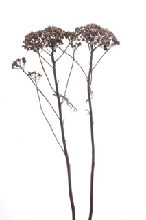 Dried up great orpine