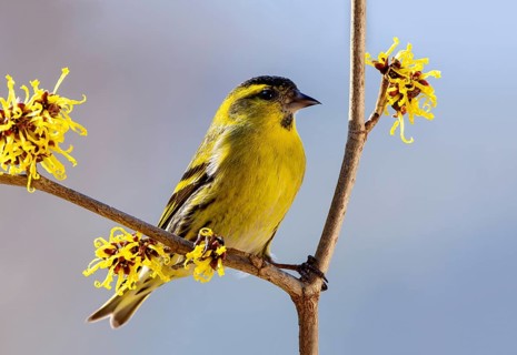 Eurasian siskin