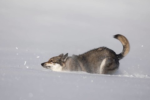 Shepherd dog mixed-breed playing in deep snow