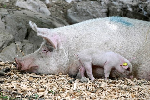 Sow with piglet