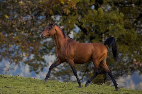 Brown thoroughbred arabian stallion in front of autumnal scenery