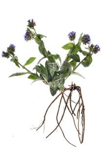 Common lungwort