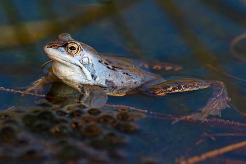 Moor frog