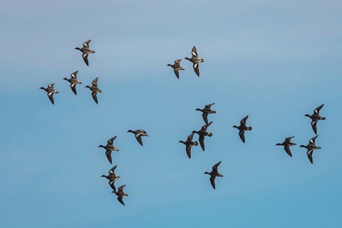 Eurasian Wigeon