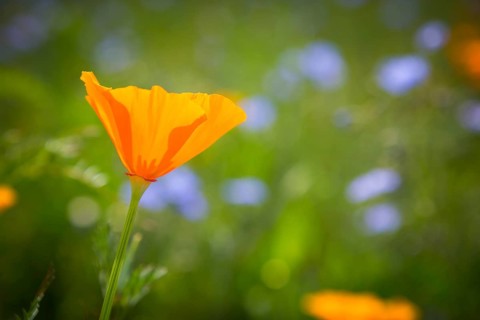 California poppy