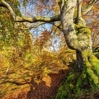Gnarled old beech in autumn