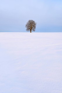 Solitary horse chestnut