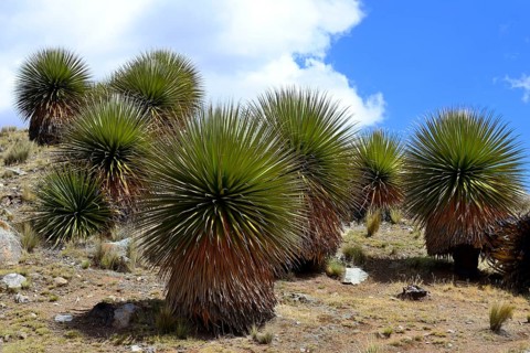 Puya raimondii