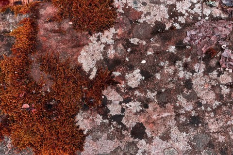 Various mosses on a lime sandstone