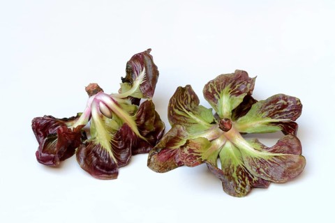 Cicorino