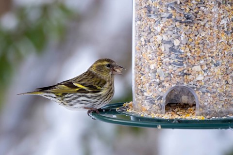 Eurasian siskin