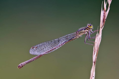 Azure damselfly
