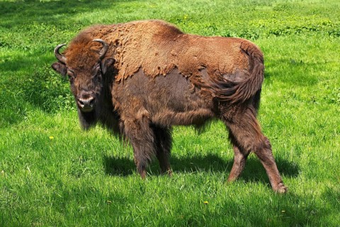 Bison