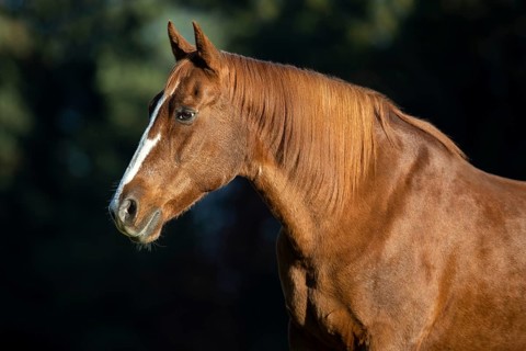 Chestnut warmblood gelding