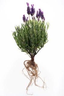 French lavender